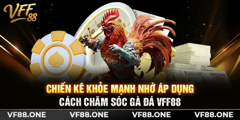 Chiến kê khỏe mạnh nhờ áp dụng cách chăm sóc gà đá VFF88