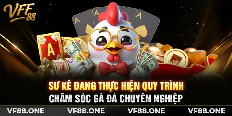 Sư kê đang thực hiện quy trình chăm sóc gà đá chuyên nghiệp