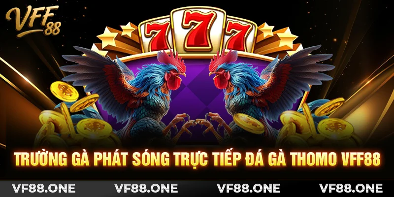 Trường gà phát sóng trực tiếp Đá Gà Thomo VFF88