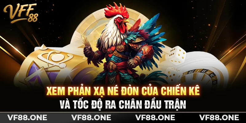 Xem phản xạ né đòn của chiến kê và tốc độ ra chân đầu trận