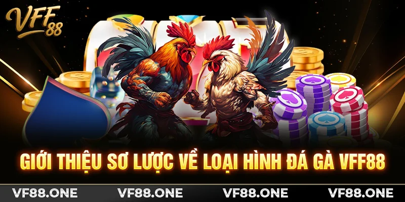 Giới thiệu sơ lược về loại hình đá gà VFF88